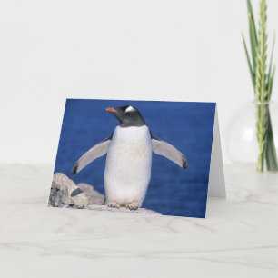 Cartão Gentoo Penguin Pygoscelis papua) Porto