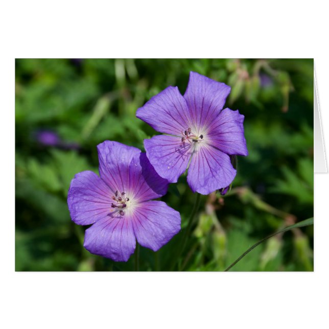 Cartão Geranium pratense (Frente Horizontal)