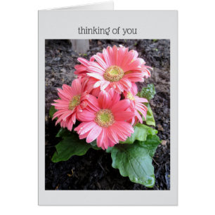 Cartão Gerber Daisy