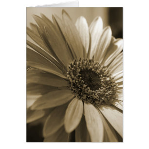 Cartão Gerbera