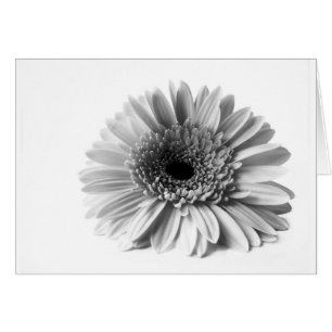 Cartão Gerbera