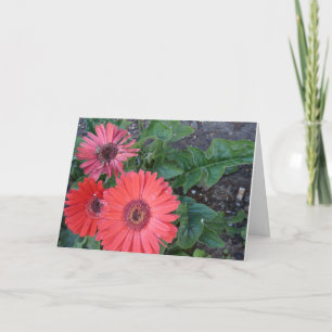 Cartão Gerbera Daisies ganha boa carta