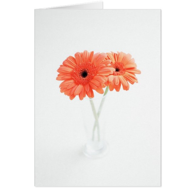 Cartão Gerbera Daisies, Orange (Frente)