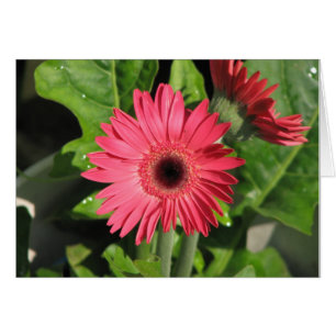 Cartão Gerbera Daisy