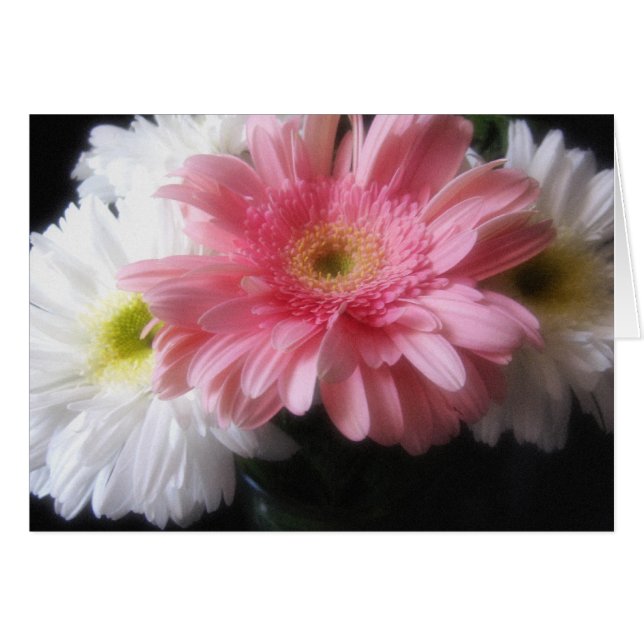 Cartão Gerbera Daisy 6 (Frente Horizontal)