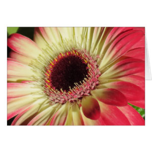 Cartão Gerbera Daisy - Fechar