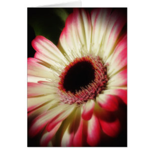 Cartão Gerbera Glow - Daisy