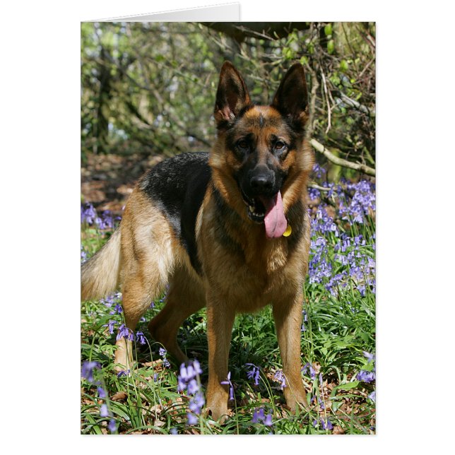 Cartão German shepherd (Frente)