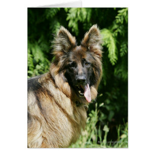 Cartão German shepherd 1 De Cabelo Longo Marrom