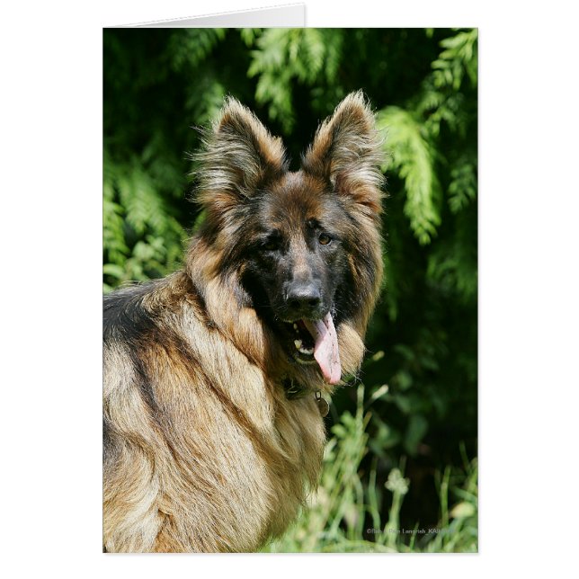 Cartão German shepherd 1 De Cabelo Longo Marrom (Frente)