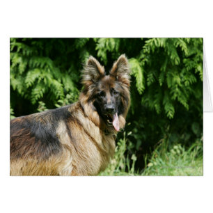 Cartão German shepherd 1 De Cabelo Longo Marrom