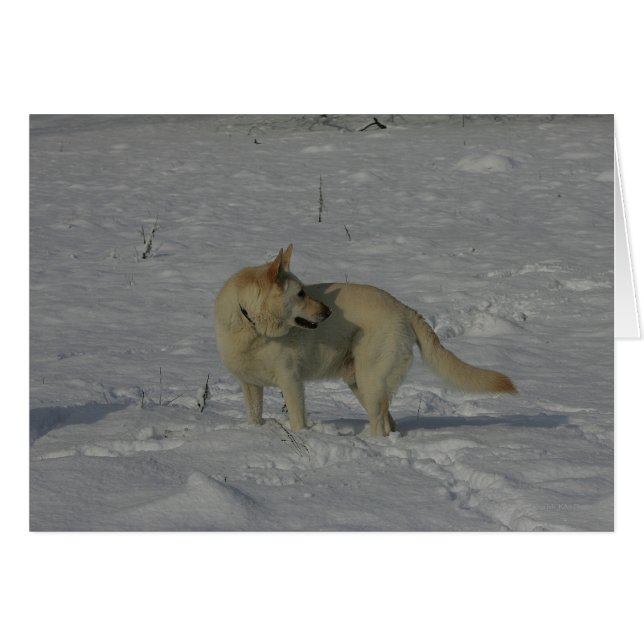 Cartão German shepherd branco na neve (Frente Horizontal)