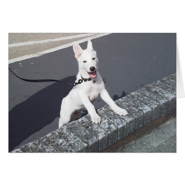 Cartão German shepherd Branco Walkies (Frente Horizontal)