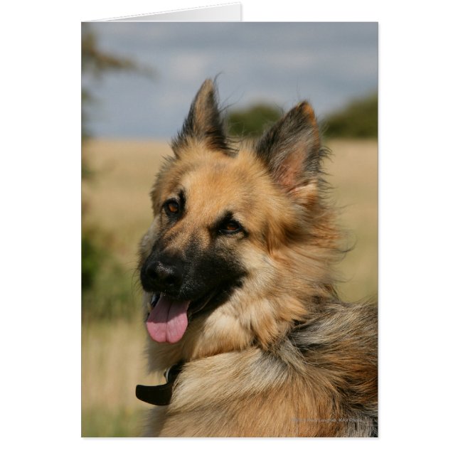 Cartão German shepherd com a língua para fora (Frente)