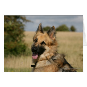 Cartão German shepherd com a língua para fora