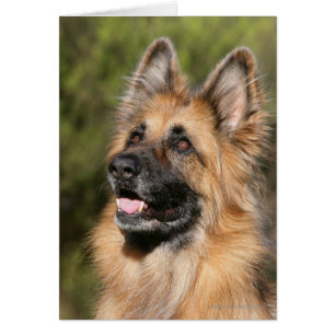 Cartão German shepherd de longo curso 1