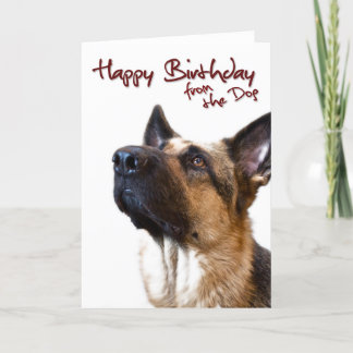 Cartão German shepherd fromthedog1