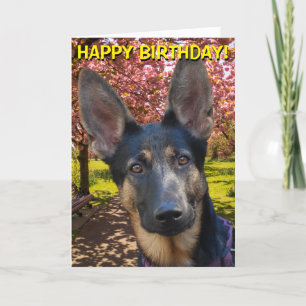 Cartão German Shepherd in park birthday card