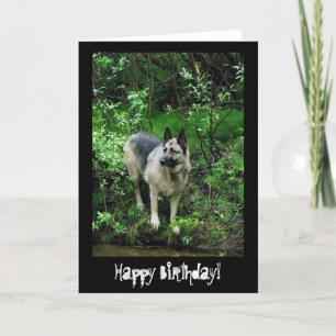 Cartão German shepherd na praia; Parabéns