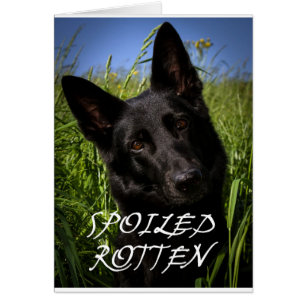 Cartão german shepherd preto estragado podre