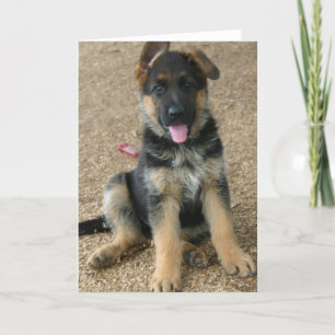 Cartão German Shepherd Puppy Greeting Card