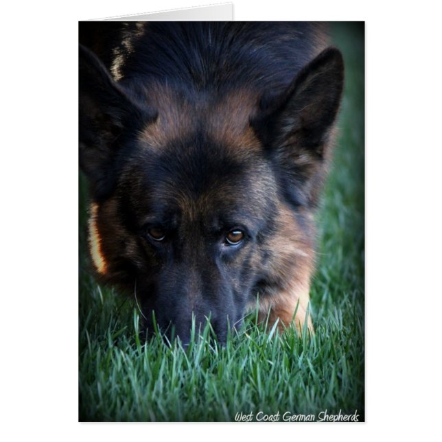Cartão German shepherd Randy vom Leithawald (Frente)