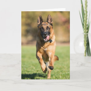 Cartão German Shepherd Running