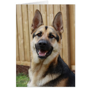 Cartão German shepherd Sentado