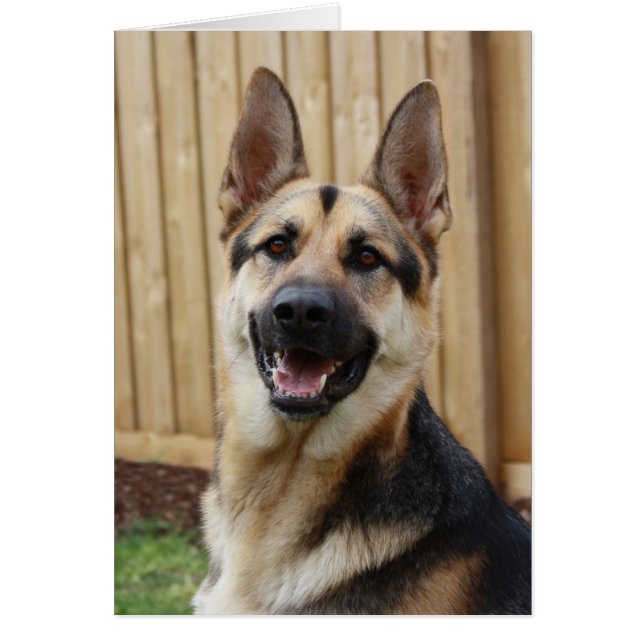Cartão German shepherd Sentado (Frente)
