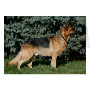 Cartão German shepherd Show