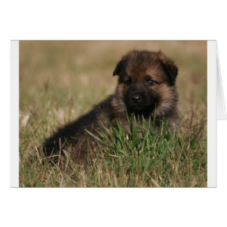Cartão German shepherd "The Lookout"