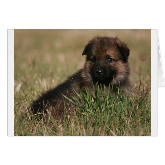 Cartão German shepherd "The Lookout" (Frente Horizontal)