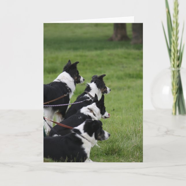 Cartão GermanShepherds (Frente)