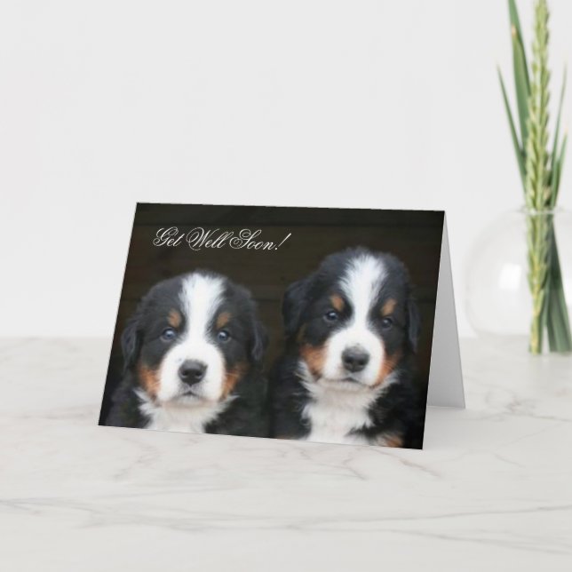 Cartão Get Well Soon Bernese mountain dog pups card (Frente)