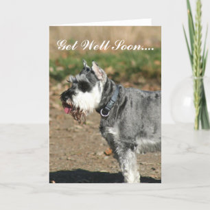 Cartão Get Well Soon Schnauzer dog greeting card