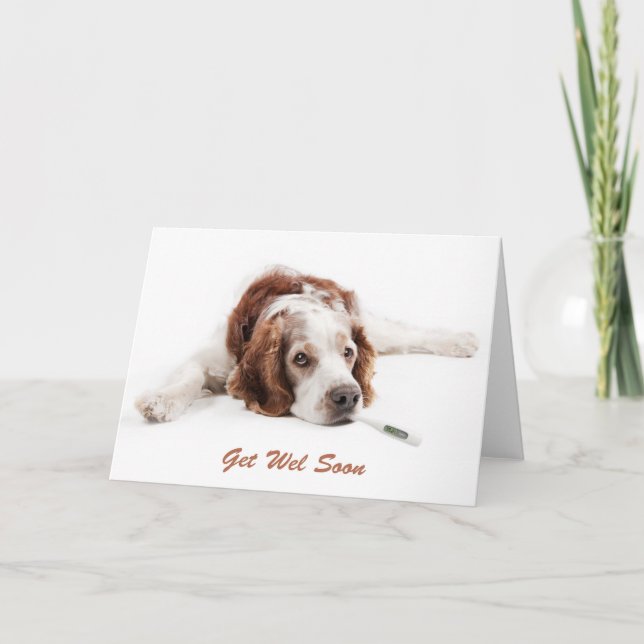 Cartão Get well with Welsch Springer Spaniel dog (Frente)