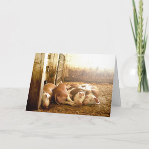 Cartão Getty Images   Snuggling Pigs
