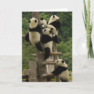 Cartão Giant panda babies Ailuropoda melanoleuca)