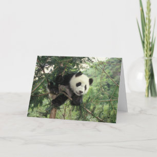 Cartão Giant Panda cub climbs a tree, Wolong Valley,