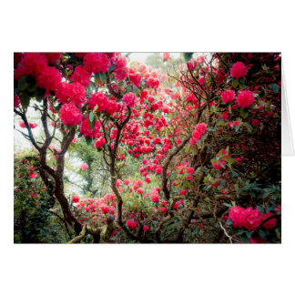 Cartão Giant Rhododendron