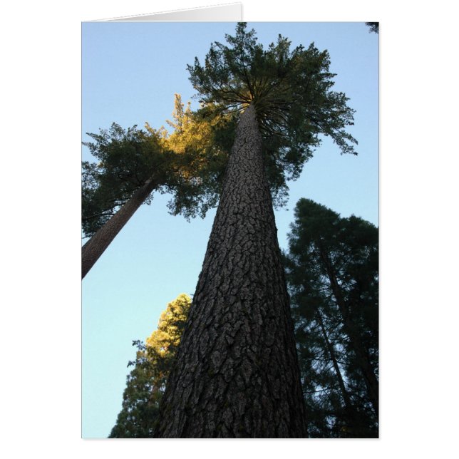 Cartão Giant Sequoia (Frente)