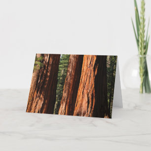 Cartão Giant Sequoias