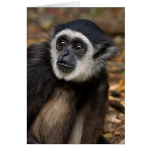 Cartão Gibão de mãos brancas (Hylobates Lar), Monkeyland