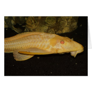 Cartão Gibbiceps de Glyptoperichthys
