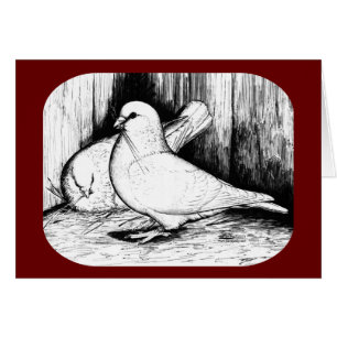 Cartão Gigante Runt Pigeons