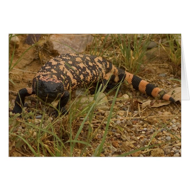 Cartão Gila Monster 041a (Frente Horizontal)