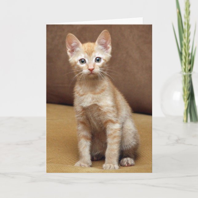 Cartão Ginger Couch (Frente)