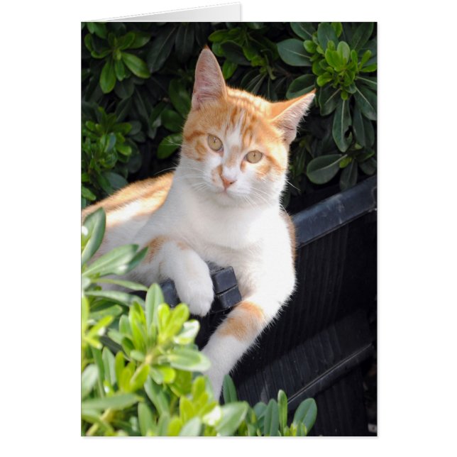 Cartão Ginger e White Cat (Frente)