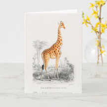Girafa Antiga Impressão de História Natural Orbign