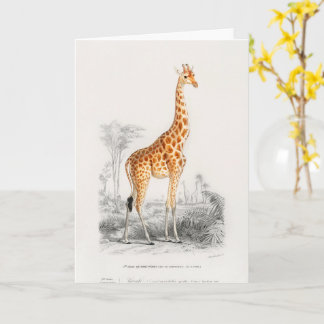Cartão Girafa Antiga Impressão de História Natural Orbign